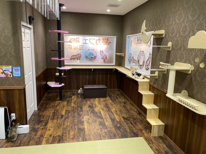 千葉県下初となる猫カフェ 空陸家 初出店 8月22日 土 ペットショップcoo Riku東船橋店 がスケールアップして移転オープン 有限会社 Coo Rikuのプレスリリース 千葉県下初となる猫カフェ 空陸家 初出店 8月22日 土 ペットショップcoo Riku東船橋店 がスケールアップして移転オープン 有限会社 Coo Rikuのプレスリリース