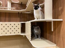 有限会社 Coo&amp;RIKUのプレスリリース画像4