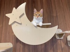 有限会社 Coo&amp;RIKUのプレスリリース画像2