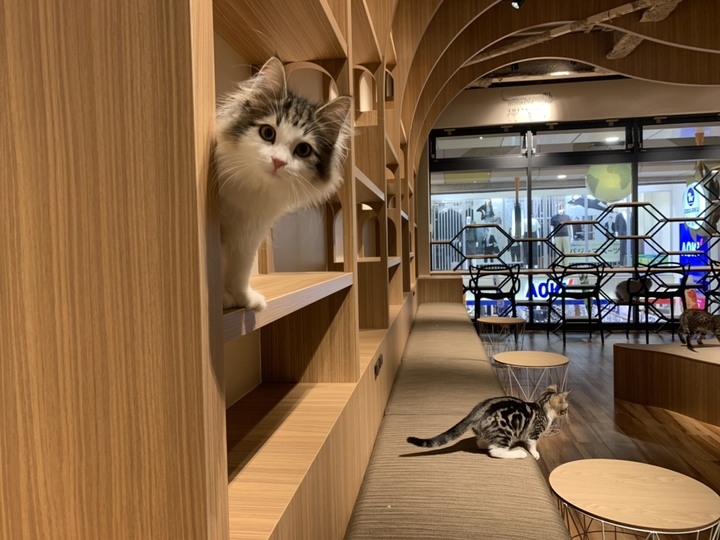 4月10日 土 グランドオープン ペットショップcoo Riku中野サンモール店 が中野サンモール内に新規オープン 有限会社 Coo Rikuのプレスリリース 4月10日 土 グランドオープン ペットショップcoo Riku中野サンモール店 が中野サンモール内に新規オープン 有限会社 Coo Rikuのプレスリリース