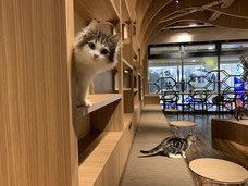 有限会社 Coo&amp;RIKUのプレスリリース画像3