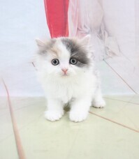 有限会社 Coo&amp;RIKUのプレスリリース画像3