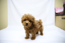 有限会社 Coo&amp;RIKUのプレスリリース画像1