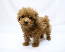 有限会社 Coo&amp;RIKUのプレスリリース画像2