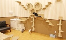 有限会社 Coo&amp;RIKUのプレスリリース画像1