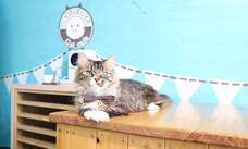 有限会社 Coo&amp;RIKUのプレスリリース画像1