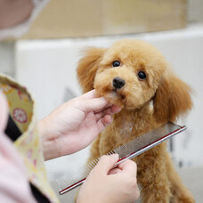 有限会社 Coo&amp;RIKUのプレスリリース画像3