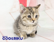 有限会社 Coo&amp;RIKUのプレスリリース画像2