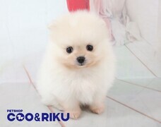 有限会社 Coo&amp;RIKUのプレスリリース画像1