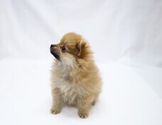 有限会社 Coo&amp;RIKUのプレスリリース画像7