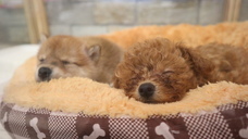 有限会社 Coo&amp;RIKUのプレスリリース画像6