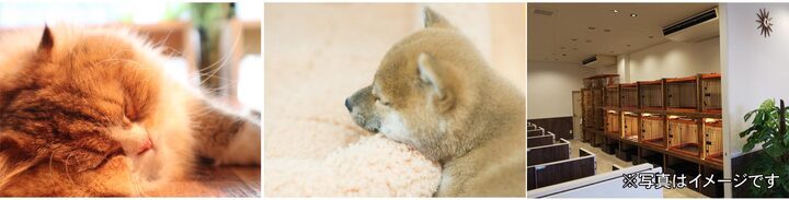 日本国内2店舗目 5月29日 土 ペットショップcoo Riku木更津店 がグランドオープン 有限会社 Coo Rikuのプレスリリース 日本国内2店舗目 5月29日 土 ペットショップcoo Riku木更津店 がグランドオープン 有限会社 Coo Rikuのプレスリリース