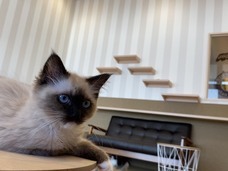 有限会社 Coo&amp;RIKUのプレスリリース画像4