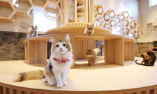 有限会社 Coo&amp;RIKUのプレスリリース画像1