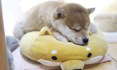 有限会社 Coo&amp;RIKUのプレスリリース画像3