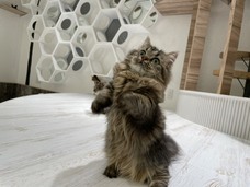 有限会社 Coo&amp;RIKUのプレスリリース画像1