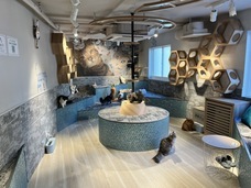 有限会社 Coo&amp;RIKUのプレスリリース画像4