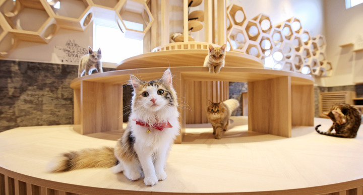 ペットショップcoo Riku 秦野店 3月12日 土 グランドオープン 有限会社 Coo Rikuのプレスリリース ペットショップcoo Riku 秦野店 3月12日 土 グランドオープン 有限会社 Coo Rikuのプレスリリース