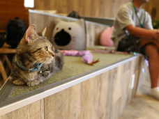 有限会社 Coo&amp;RIKUのプレスリリース画像1