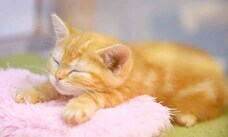 有限会社 Coo&amp;RIKUのプレスリリース画像2