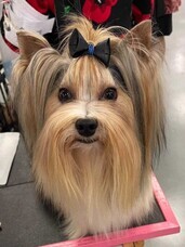 有限会社 Coo&amp;RIKUのプレスリリース画像3