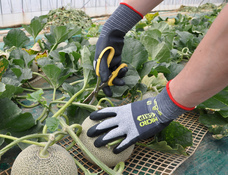 ショーワグローブ株式会社のプレスリリース画像4