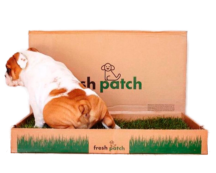 Fresh Patch Japanのプレスリリース画像1