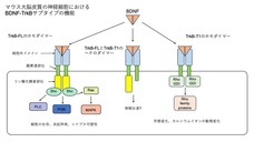 武庫川女子大学のプレスリリース画像1