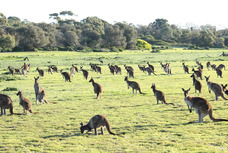 株式会社B級グルメ研究所のプレスリリース画像1