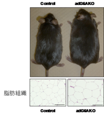 東亜大学のプレスリリース画像1