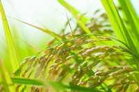 株式会社ナカヤマ　ハッピーナチュラルのプレスリリース画像4