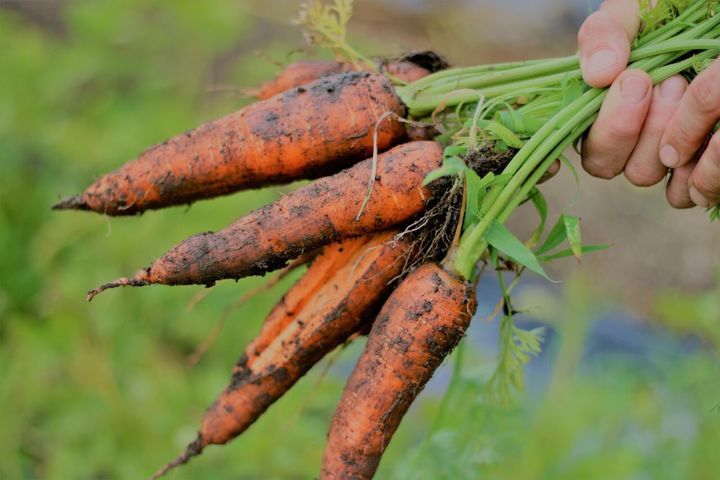 株式会社ナカヤマ　ハッピーナチュラルのプレスリリース画像3