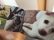 一般社団法人 保護犬のわんこのプレスリリース画像9