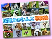 一般社団法人 保護犬のわんこのプレスリリース画像1