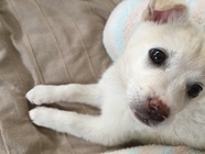 一般社団法人 保護犬のわんこのプレスリリース画像7