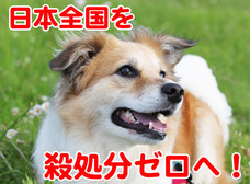 一般社団法人 保護犬のわんこのプレスリリース画像4