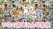 一般社団法人 保護犬のわんこのプレスリリース画像3
