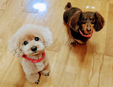 一般社団法人 保護犬のわんこのプレスリリース画像1