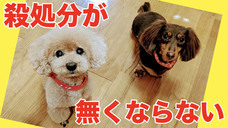 一般社団法人 保護犬のわんこのプレスリリース画像4