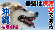 一般社団法人 保護犬のわんこのプレスリリース画像3