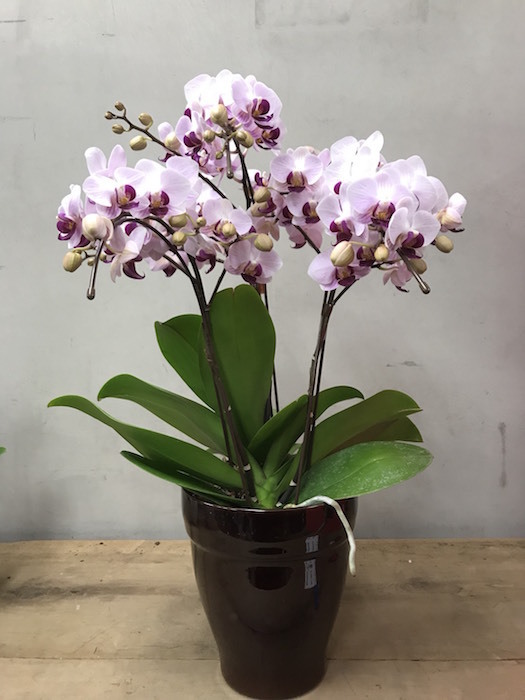 カイト株式会社のプレスリリース画像1