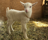 NPO法人RE-JAPANのプレスリリース