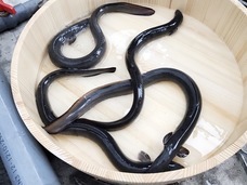 アールビーシーコンサルタント株式会社のプレスリリース