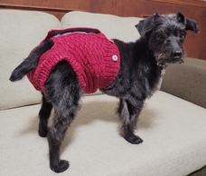 株式会社シロクマのプレスリリース画像1