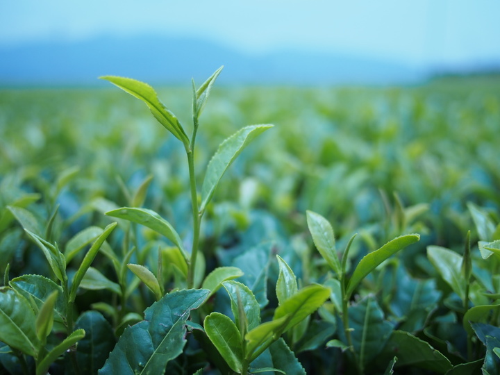 Tea craft worksのプレスリリース画像8