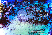 アノン活生のプレスリリース画像1