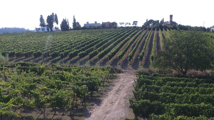 株式会社 Vino Hayashiのプレスリリース画像3