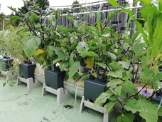 ネイチャーダイン株式会社のプレスリリース画像6