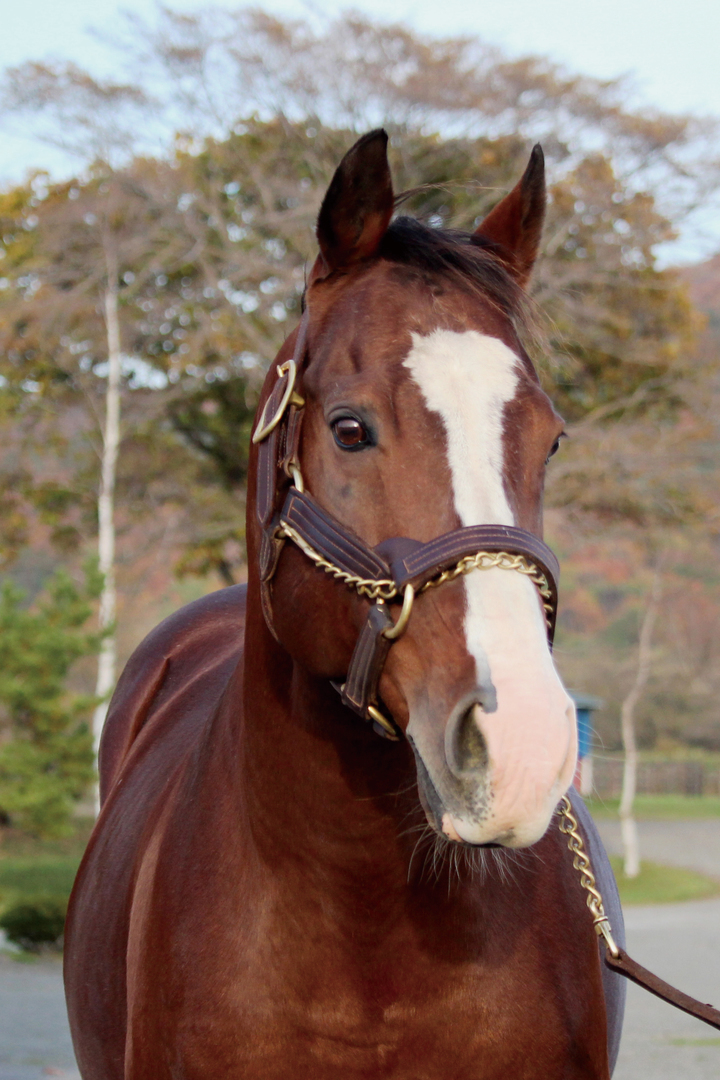 認定特定非営利活動法人引退馬協会のプレスリリース画像3
