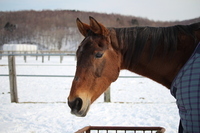 認定特定非営利活動法人引退馬協会のプレスリリース画像2